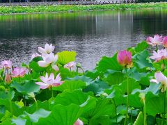 -荔湾湖公园
