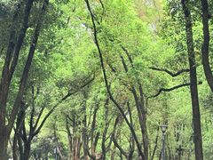 -东湖落雁景区