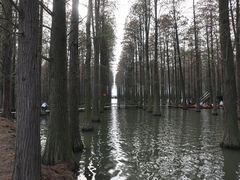 -渌洋湖湿地公园