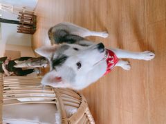 -Husky Go! 哈士奇体验馆·宠物咖啡厅狗咖