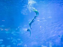 -烟台海昌鲸鲨海洋公园