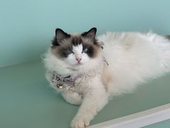 -怪兽屋·羊驼·猫咖·狗咖(俊华广场店)
