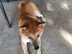 -柴犬高等学院·狗咖·柴犬售卖·宠物训练