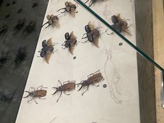 -武汉园博园(武汉自然博物馆)