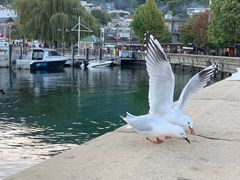 -Patagonia Chocolates(皇后镇店)