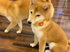 -豆柴町-柴犬主题狗咖(红鼎国际C座店)