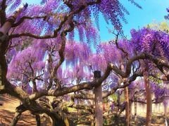 -嘉定紫藤园