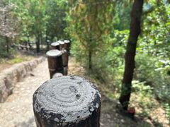 -北京十三陵国家森林公园蟒山景区