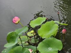 -海天楼中餐厅(吴宫泛太平洋酒店)