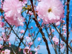 -天适樱花悠乐园
