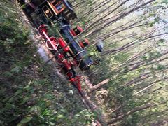 -合肥滨湖国家森林公园