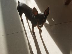 -宠福鑫康馨动物医院·骨科·眼科
