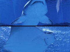 -海合安武汉极地海洋公园