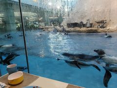 -帝企鹅自助餐厅•儿童岛•真企鹅(长隆企鹅酒店)