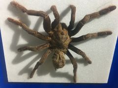 -上海昆虫博物馆