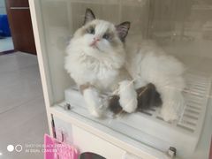 -lincat·猫舍(广州店)