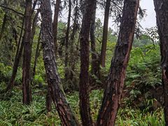 -铁山坪森林公园