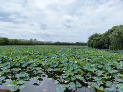 -荷塘月色湿地公园·向阳花洲