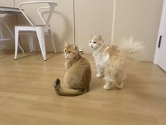 -唐小姐の私宠·宠物洗护美容·撸猫馆·购宠(周浦万达旗舰店)