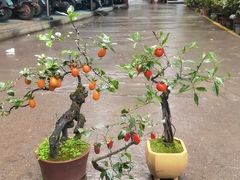 -青石桥花鸟鱼虫市场(叠翠城店)