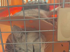 -伟伟宠物医院·瑞派猫友好医院·猫科(光谷店)