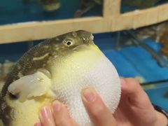 -天正河鲀·河豚亭(大连店)