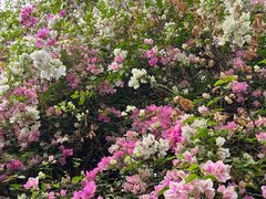 -深圳国际园林花卉博览园