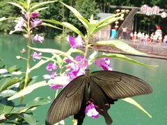 C:\Users\eyumeli\Desktop\2-祁门牯牛降观音堂风景区