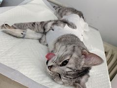 -北京观赏动物医院·24小时大型综合·猫专科·异宠专科
