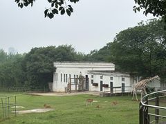 -合肥野生动物园