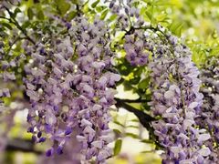 -嘉定紫藤园