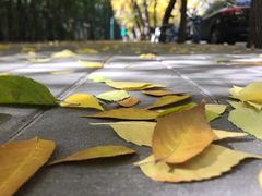 -三里屯东五街银杏大道