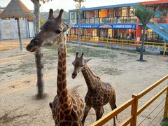 -西霞口神雕山野生动物世界