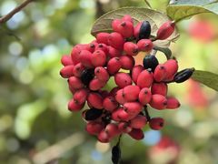 -广富林郊野公园