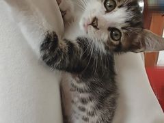 -御宝贝·A梦猫科宠物医院(国际猫友好医院)