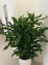 -天津伊美尔医疗整形美容专科医院