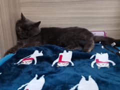-纳吉亚猫专科动物医院(康都外科中心)