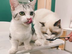 -飞行喵MR PILOT|猫舍·猫咖(静安大融城店)