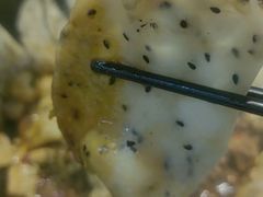 -地锅公社·现炒地锅鸡·地锅鱼·夜宵(罗锦路店)