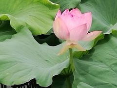 -荷塘月色湿地公园·向阳花洲