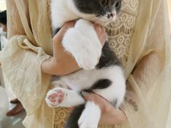 -lincat·猫舍(广州店)