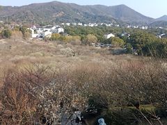 -香雪海
