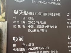 -都江堰中华大熊猫苑
