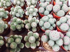 -金科花卉市场