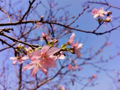 -天适樱花悠乐园