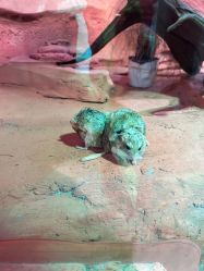 -Zoolung Zoolung动物主题公园(海信广场店)