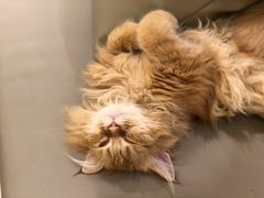 -猫腻·猫咖·撸猫馆(星光大道店)
