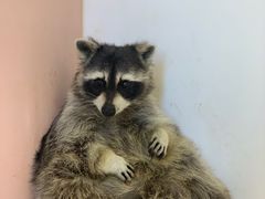 honey-浣熊柯尔鸭土拨鼠·电玩咖
