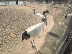 -盐城丹顶鹤湿地生态旅游区