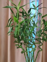 -头道汤·茜曼缇娜